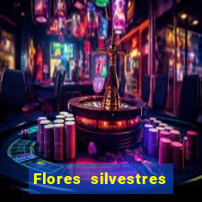 Flores silvestres brasileiras brasileiras flores silvestres nomes e imagens